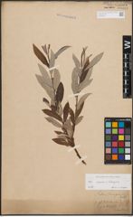 Foto von Salix caprea L. x Salix eleagnos Scop.